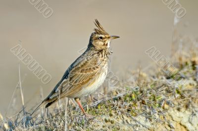Crested Lark, Galerida cristata Crested Lark, Galerida cristata