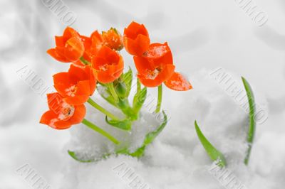 Snake Flower â€“ Ornithogalum dubium