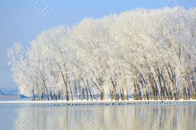 winter trees covered with frost