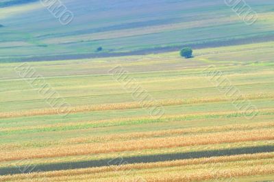 summer field stripes