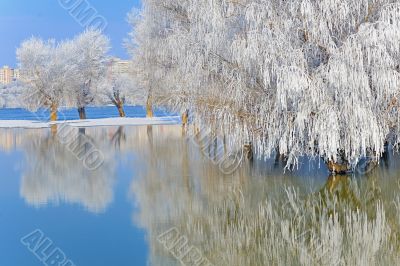 winter trees covered with frost