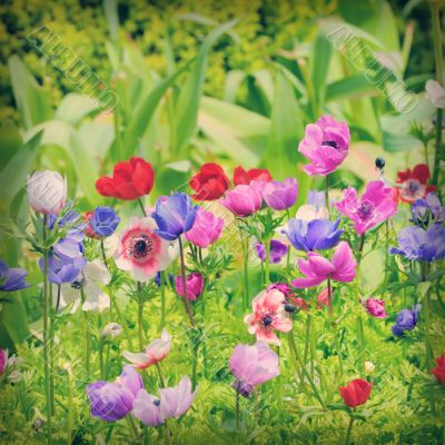 flowers of Anemone on field flowers of Anemone on field