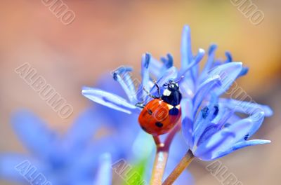 ladybug on blue flower ladybug on blue flower