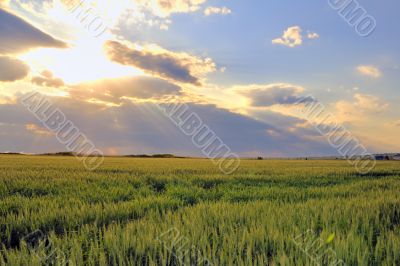 wheat field with sunset wheat field with sunset