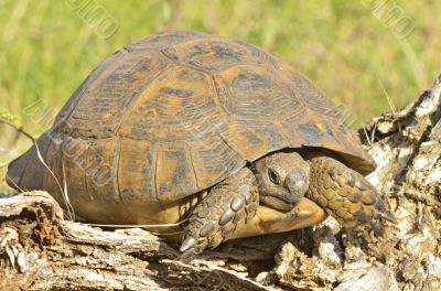 turtle in the wood