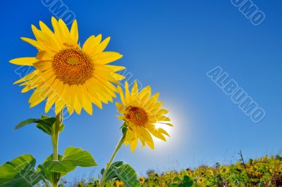 Sunflowers field Sunflowers field