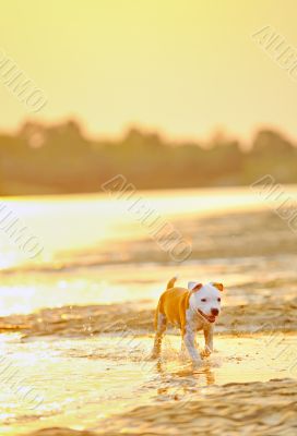  American Staffordshire Terrier dog play in water