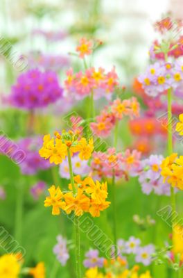 Phlox paniculata flowers