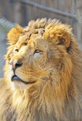 African lion