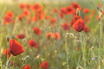 Field of poppies Field of poppies