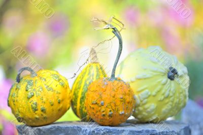 pumpkins pumpkins