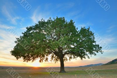 Alone tree