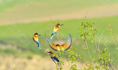 european bee-eater (Merops Apiaster) outdoor