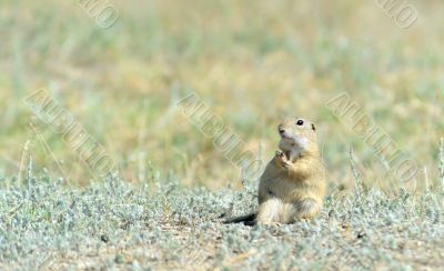 Prairie dog 