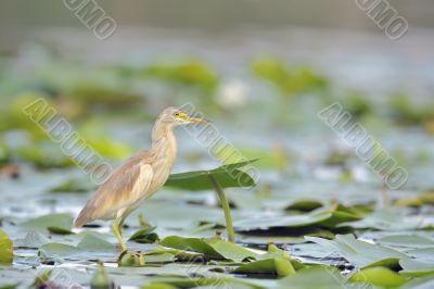 Squacco Heron (Ardeola ralloides) Squacco Heron (Ardeola ralloides)
