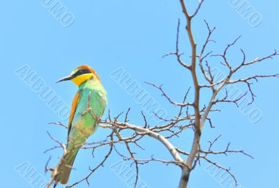 european bee-eater (Merops Apiaster) outdoor european bee-eater (Merops Apiaster) outdoor