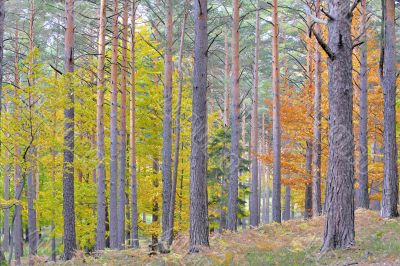 colors of autumn birch forest