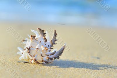 seashell on the beach