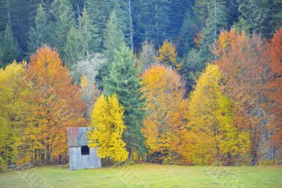 autumn birch forest