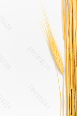 Wheat isolated on white Wheat isolated on white