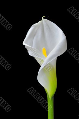 beautiful calla on black background