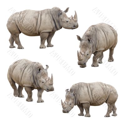 Set of Rhinoceros Isolated on a White Background