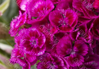 Violets Violets