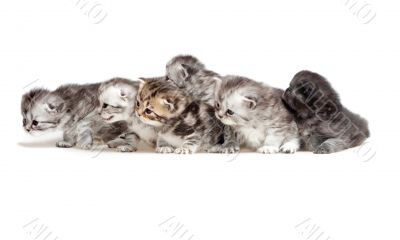 Six little kitten