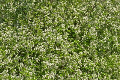 Bird cherry flowers.