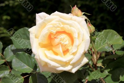 rosebush rosebush