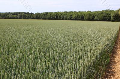 field of wheat field of wheat