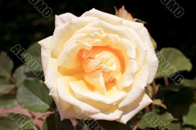 rosebush rosebush