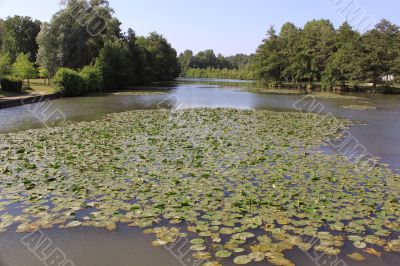 a river of water lilies a river of water lilies