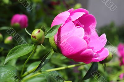 Beautiful peony flower on a bed in the garden