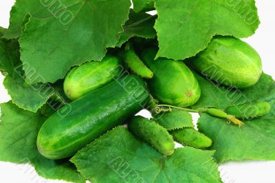 Cucumber growing among green leaves. Photographed on a white bac