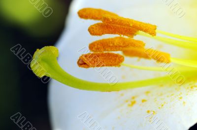 Closeup image of pollen on lily stamens 