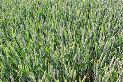 field of wheat field of wheat