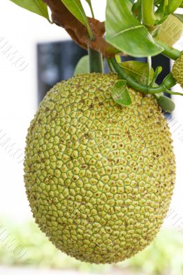 jack fruit on tree in garden, thailand