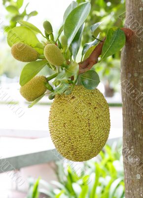 jack fruit on tree in garden, thailand