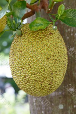 jack fruit on tree in garden, thailand