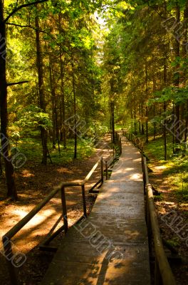 Forest wooden path