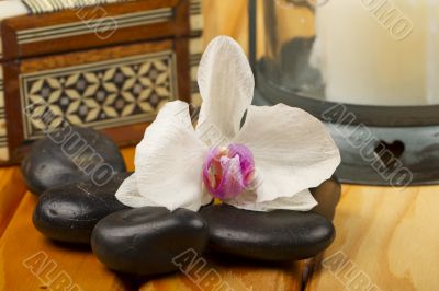 Orchid Orchid