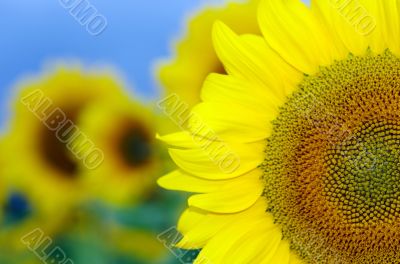 Sunflower field with blue sky in countryside
