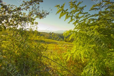 Landscape between the ferns