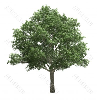 Tree isolated