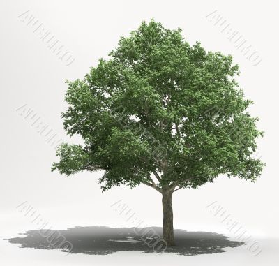 Tree on a light background
