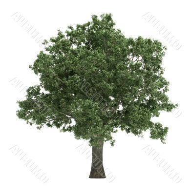 Tree isolated