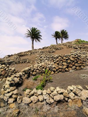 Vineyard, Tiagua, Lanzarote