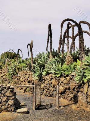 Agricola El Patio Museum, Tiagua, Lanzarote