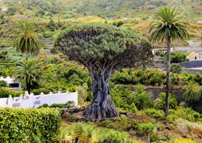 Dragon Tree Dragon Tree